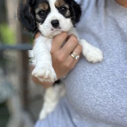 Cavalier King Charles Spaniel Puppies from Montpelier Cavaliers