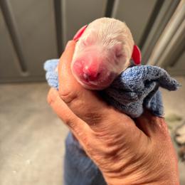 Girl 3 - White and black female Dalmatian puppy in Claremore, Oklahoma from Lotsofdots Dalmatians