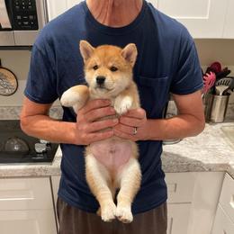 James - Red male Shiba Inu puppy in Milton, Florida from Moonlight Shibas