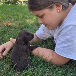 Luke - Brown merle male Aussiedoodle puppy in Cumberland, Rhode Island from W Doodle Crew