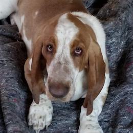 Oti - Basset Hound