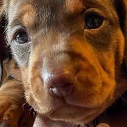 Dachshunds from DemOkieDachshund