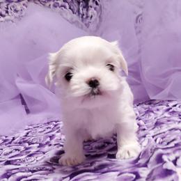 Boy B1 - White male Maltese puppy in Fresno, California from Soua's Pups