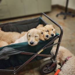 Goldendoodle Puppies from Doodle Love 559