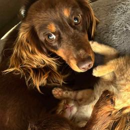 Lydia - Dachshund