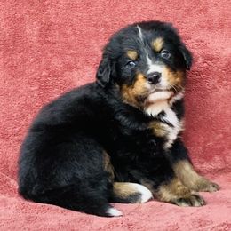 White Collar Male - Black rust and white male Bernese Mountain Dog puppy in Bristol, Tennessee from Holston Hollow Farm