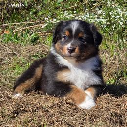 MB.BTM - Black tri male Miniature Australian Shepherd puppy in Deer Lodge, Tennessee from KSH Aussie Haven