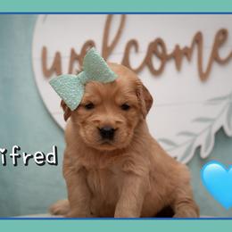 Winifred - Dark golden female Golden Retriever puppy in Driggs, Idaho from SK Golden Retrievers