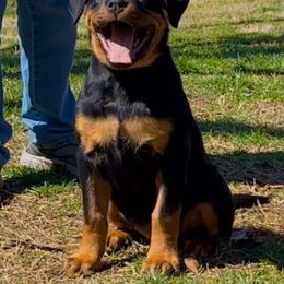 Rottweiler Puppies from Musikstadt Rottweilers