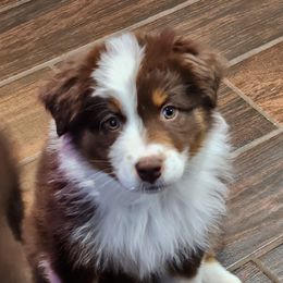 Australian Shepherd Puppies from Burdock Hill Australian Shepherds