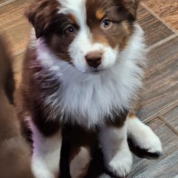 Australian Shepherd Puppies from Burdock Hill Australian Shepherds