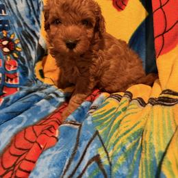 Male 1 - Red  male Poodle puppy in Southwest Ranches, Florida from Herringbone ‘s Poodles