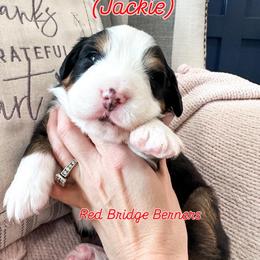 Bernese Mountain Dog Puppies from Red Bridge Berners