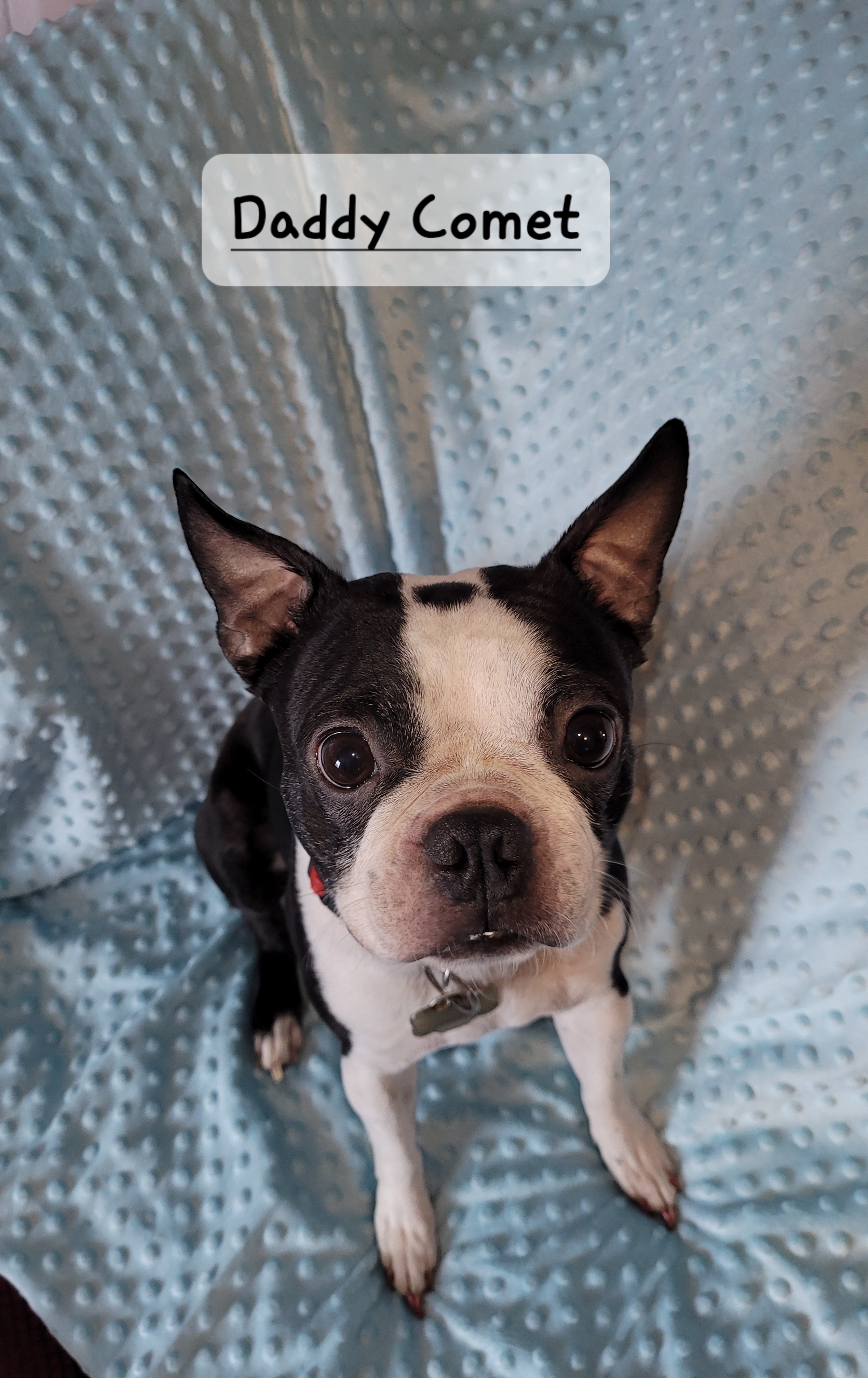 Comet - Boston Terrier