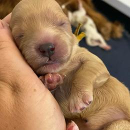 Sandy - Apricot female Cavapoo puppy in Van Alstyne, Texas from Home Grown Puppies