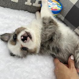 Miniature Australian Shepherd Puppies from B my Sunshines Mini Aussies