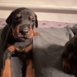 Blue Collar Male - Black and rust male Doberman Pinscher puppy in Fostoria, Michigan from Jensen Dobermans and Dachshunds