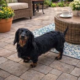 LOTTIE - Dachshund