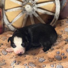 Pasquel - Black & white male Miniature Australian Shepherd puppy in California from Eagle River Aussies