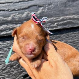 Sprite - Red  female Goldendoodle puppy in Macon County, North Carolina from Mountain Doodles