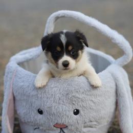 Girl 1 - Black and tan female Pembroke Welsh Corgi puppy in Ocala, Florida from Dolan Farms Corgis
