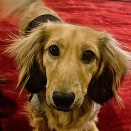 Finley - Dachshund