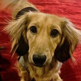 Finley - Dachshund