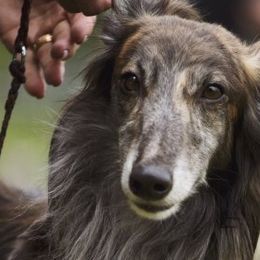 Borzois and Silken Windhounds from Avalon
