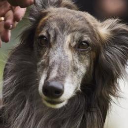 Borzois and Silken Windhounds from Avalon
