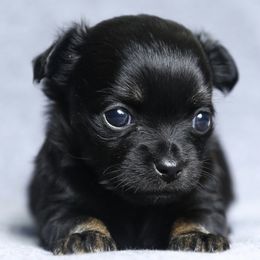 Chihuahuas and Pomeranians from PNW Designer Toy Breeds