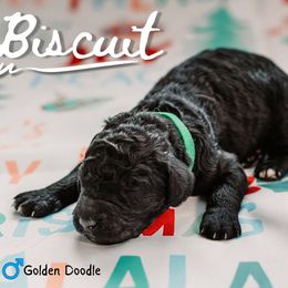 Biscuit - Phantom male Goldendoodle puppy in Maquoketa, Iowa from Nation Goldendoodles