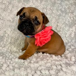 French Bulldog Puppies from GavFam Frenchies