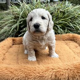 Spud (brown collar) - Cream male Goldendoodle puppy in Mint Hill, North Carolina from Freshly Minted Goldendoodles