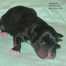Merlin - Black tri male Miniature Australian Shepherd puppy in Patterson, North Carolina from DreamLine Aussies