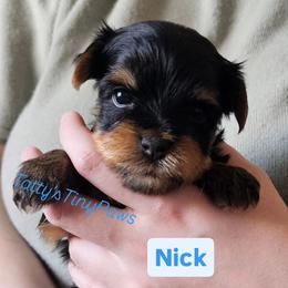 Nick - Black and gold male Yorkshire Terrier puppy in Denver, Colorado from Totty's Tiny Paws
