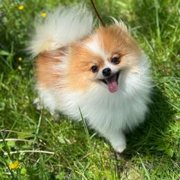 Pippi - Pomeranian