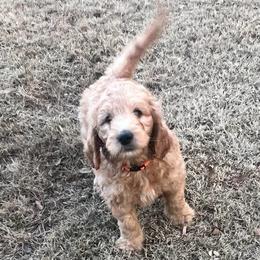 Prancer - Caramel cream male Labradoodle puppy in Monticello, Georgia from Daylin’s Doodles & Labradors