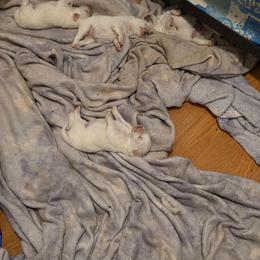 Leia - White and biscuit female American Eskimo Dog puppy in Grants Pass, Oregon from SnH Eskies