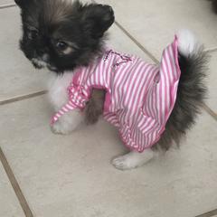 Mi-Ki Puppies from Orlando Mi-Kis