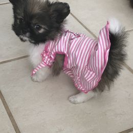 Mi-Ki Puppies from Orlando Mi-Kis