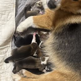 Kevin - Sable male Pembroke Welsh Corgi puppy in Nortonville, Kansas from Low Riders Corgis & Mini Aussies