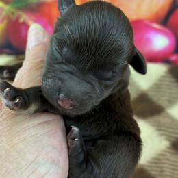 Angel - Liver female Miniature Schnauzer puppy in Sylvania, Georgia from Southern Sky Miniature Schnauzers