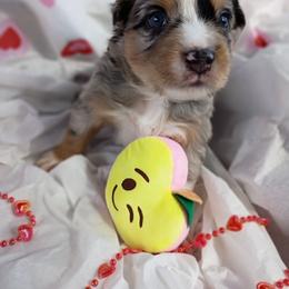 Jasper (orange) - Blue merle male Australian Shepherd puppy in Okeechobee, Florida from Rothsolid Puppies