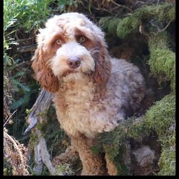 Australian Labradoodle and Labradoodle All Grown Up from Pacific Rim Labradoodles