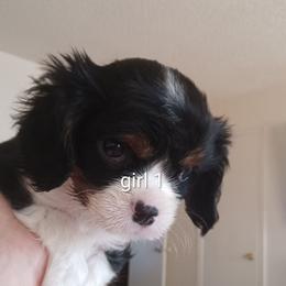 Bell - Tri-color female Cavalier King Charles Spaniel puppy in Colorado Springs, Colorado from Mina's Spaniel