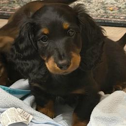 Diesel - Dachshund