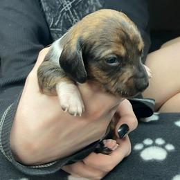 Higgins (red collar) - Piebald male Dachshund puppy in Saint Albans, Maine from Australian Cattle Cuties and littles