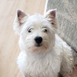 Jenny - West Highland White Terrier