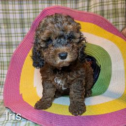 Iris - Brown and tan female Cockapoo puppy in Sunset, Louisiana from Cano Cockapoos