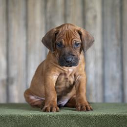 Mr. Forest Green - Rd whtn blk nose male Rhodesian Ridgeback puppy in Hillman, Minnesota from Rhoxwood Kennel